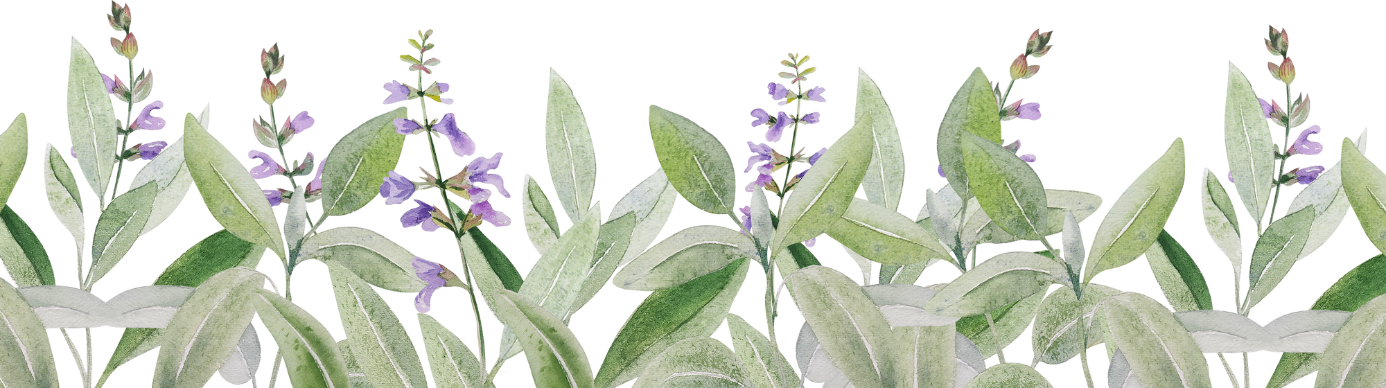 Sage herbs frame watercolor